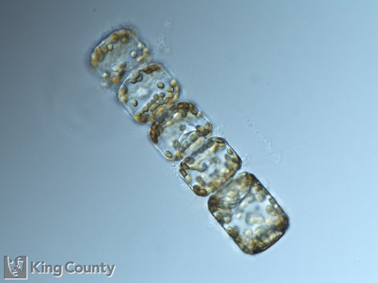 Photo of Lauderia annulata